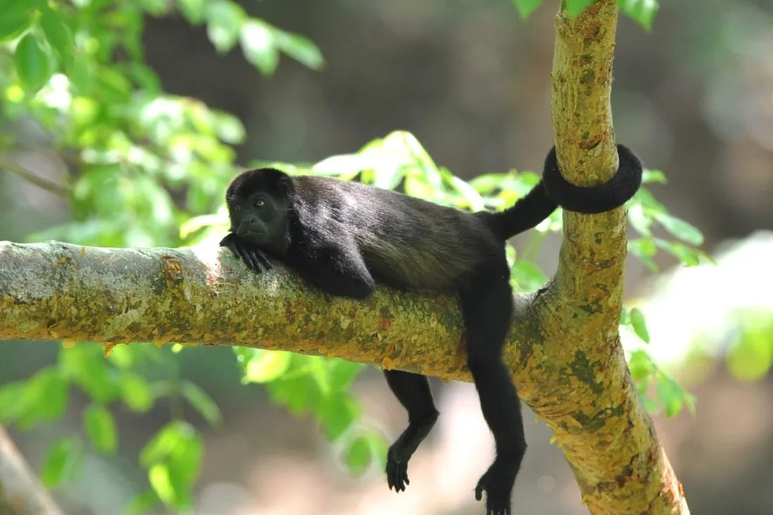 costa-rica-sustainable-wildlife-tour_8_howler-monkeymonteverde-cloud-forest.jpg