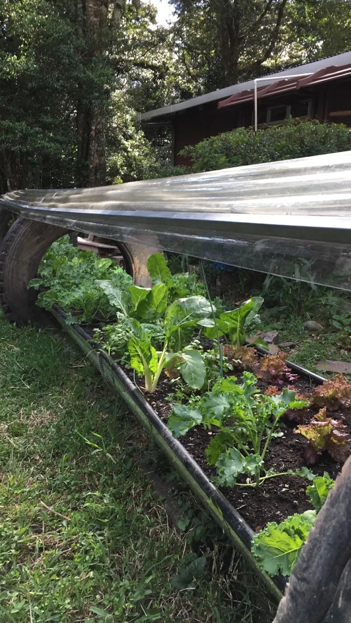Vegetable patch inside one of our self-made greenhouses.