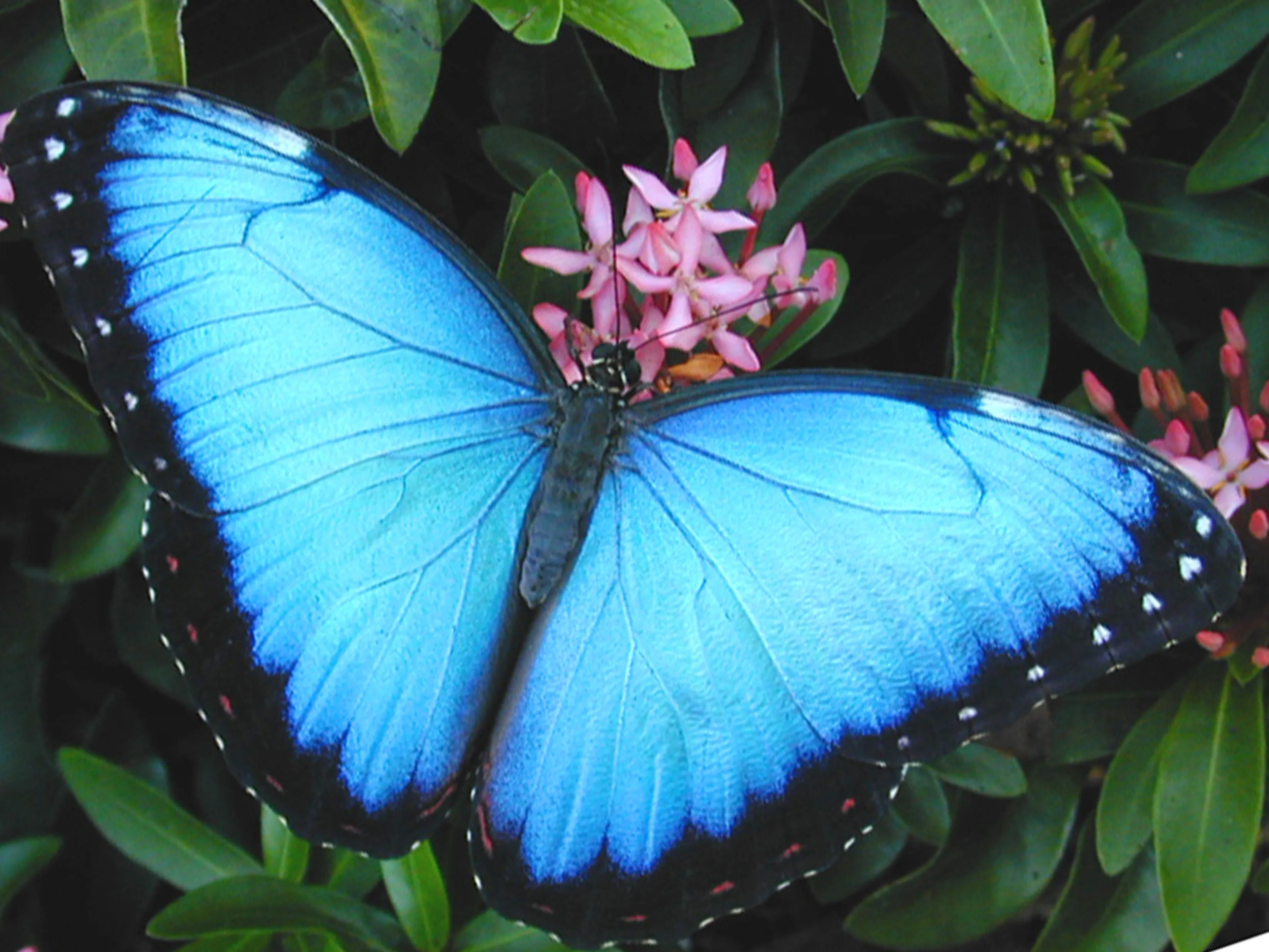 blue-morpho-butterfly-pictures.jpg