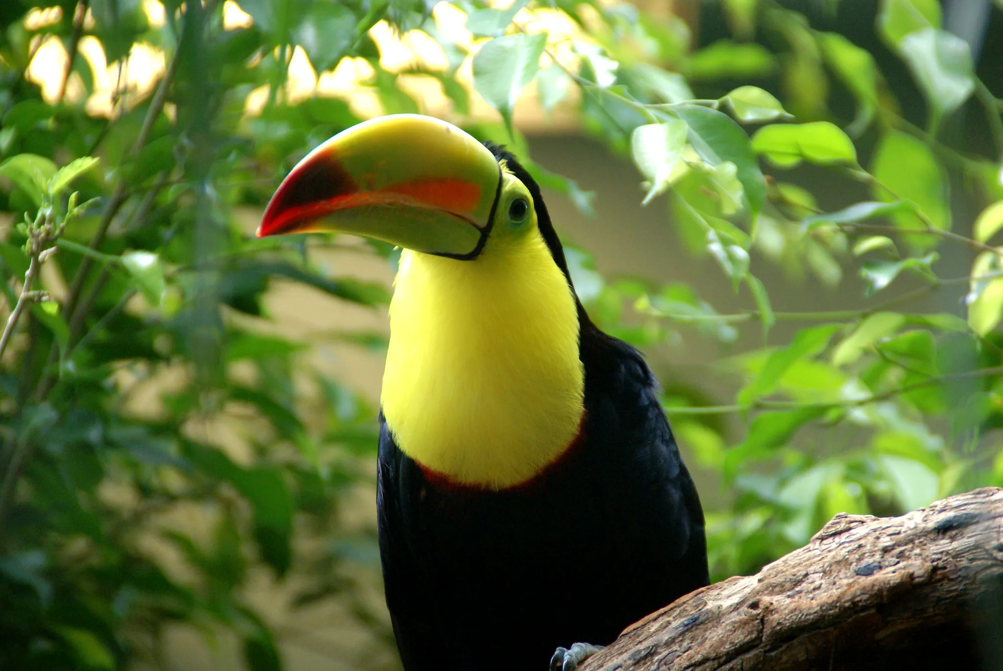 A Symbol of the Rainforest: Keel-Billed Toucans